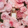 Maison Francis Kurkdjian Paris A La Rose Eau de Parfum 70ml